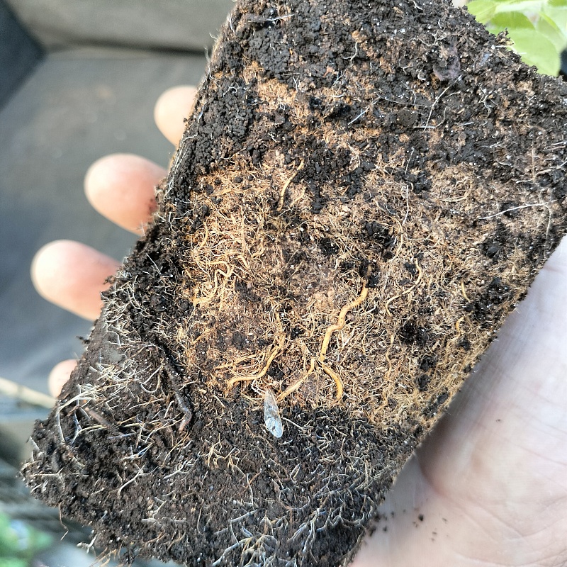 Рододендрон Японский оранжевый 1 шт Р9